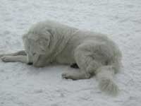 abruzzese shepherd dog